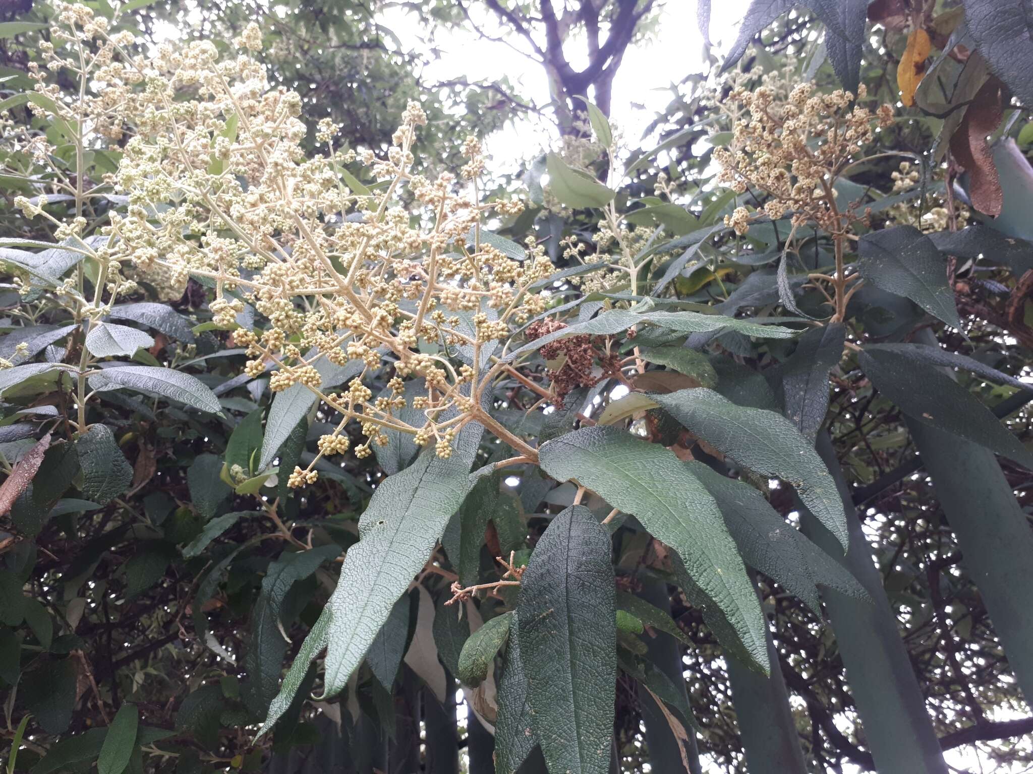 Image of Buddleja bullata Kunth