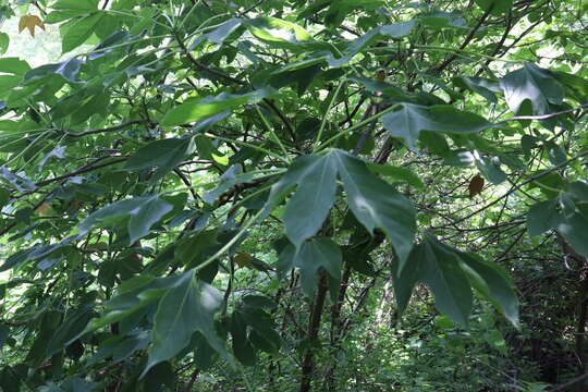 Image of Gyrocarpus jatrophifolius Domin