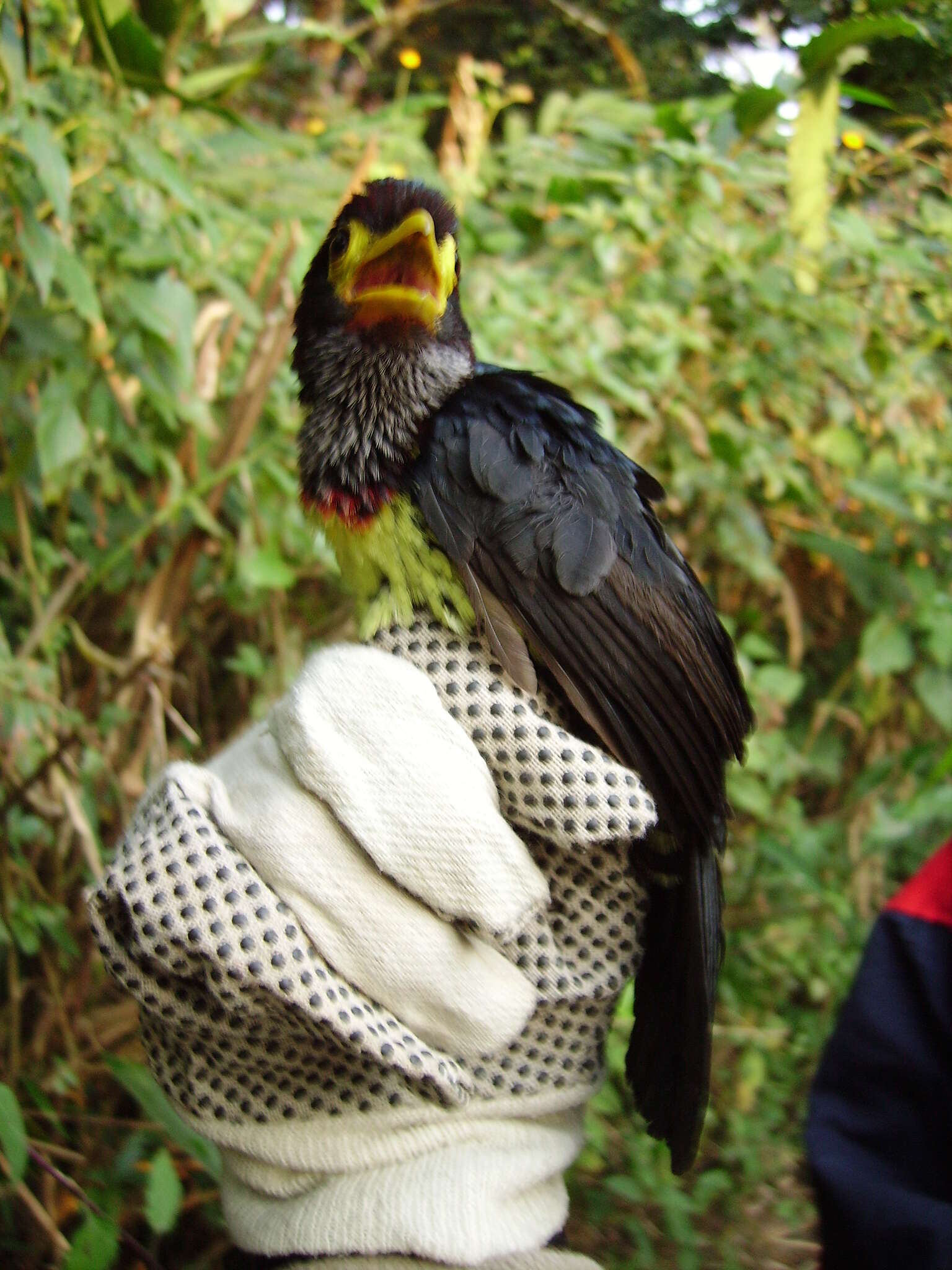 Image of Yellow-billed Barbet