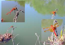 Sympetrum croceolum (Selys 1883) resmi