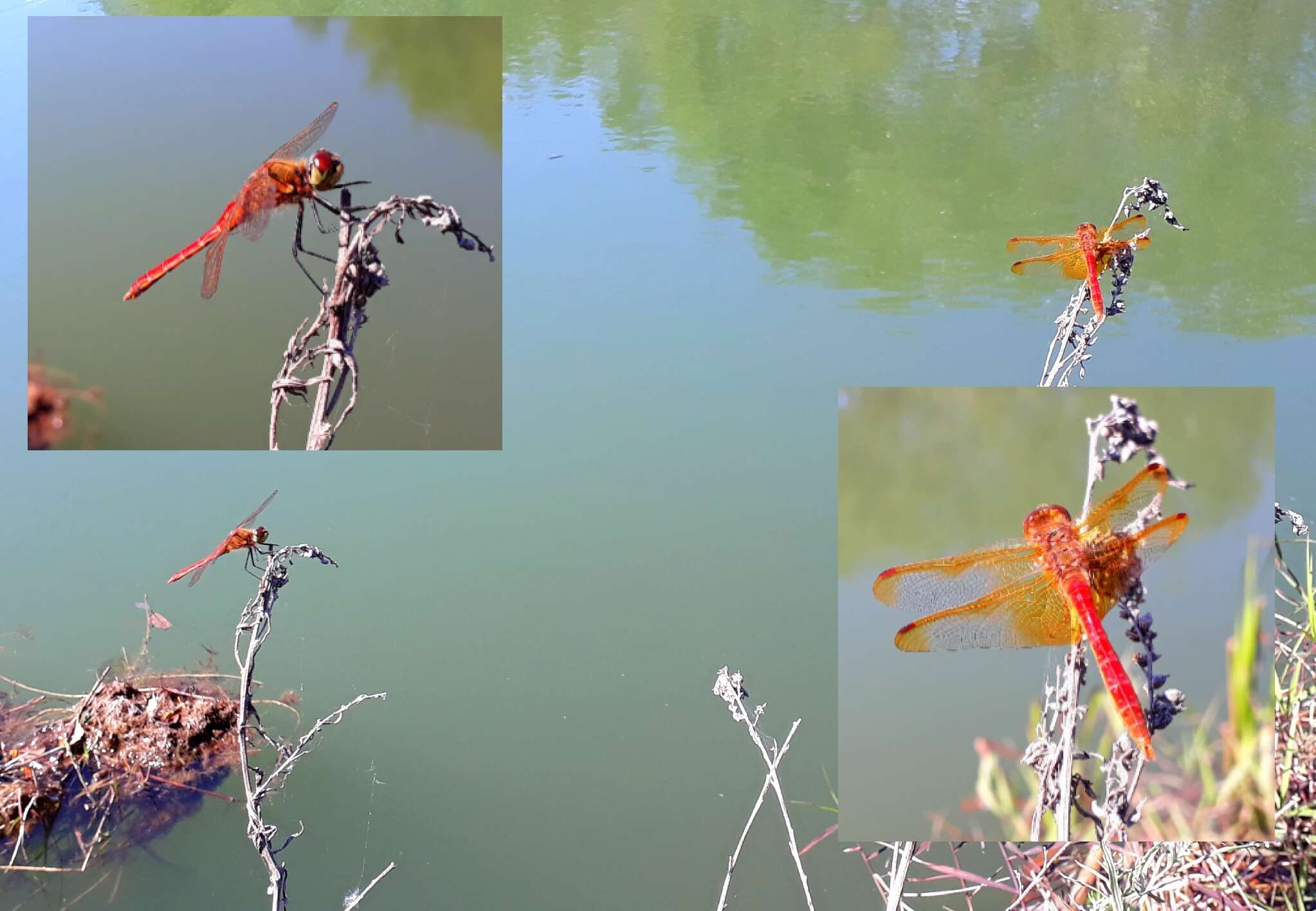 Sympetrum croceolum (Selys 1883) resmi