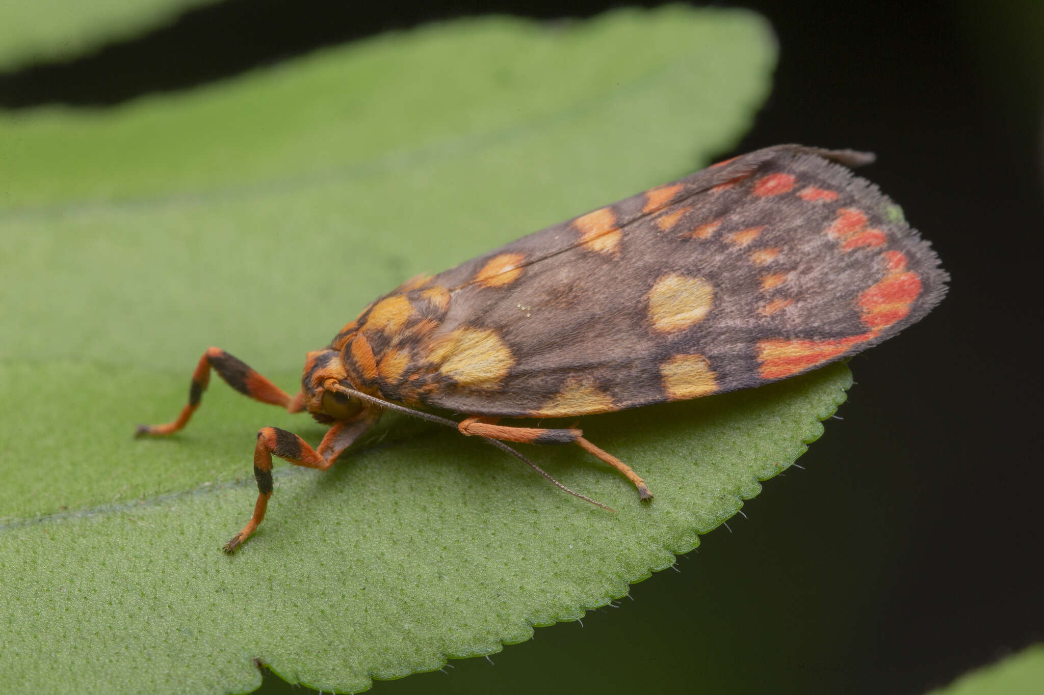 صورة Cyme reticulata Felder 1861