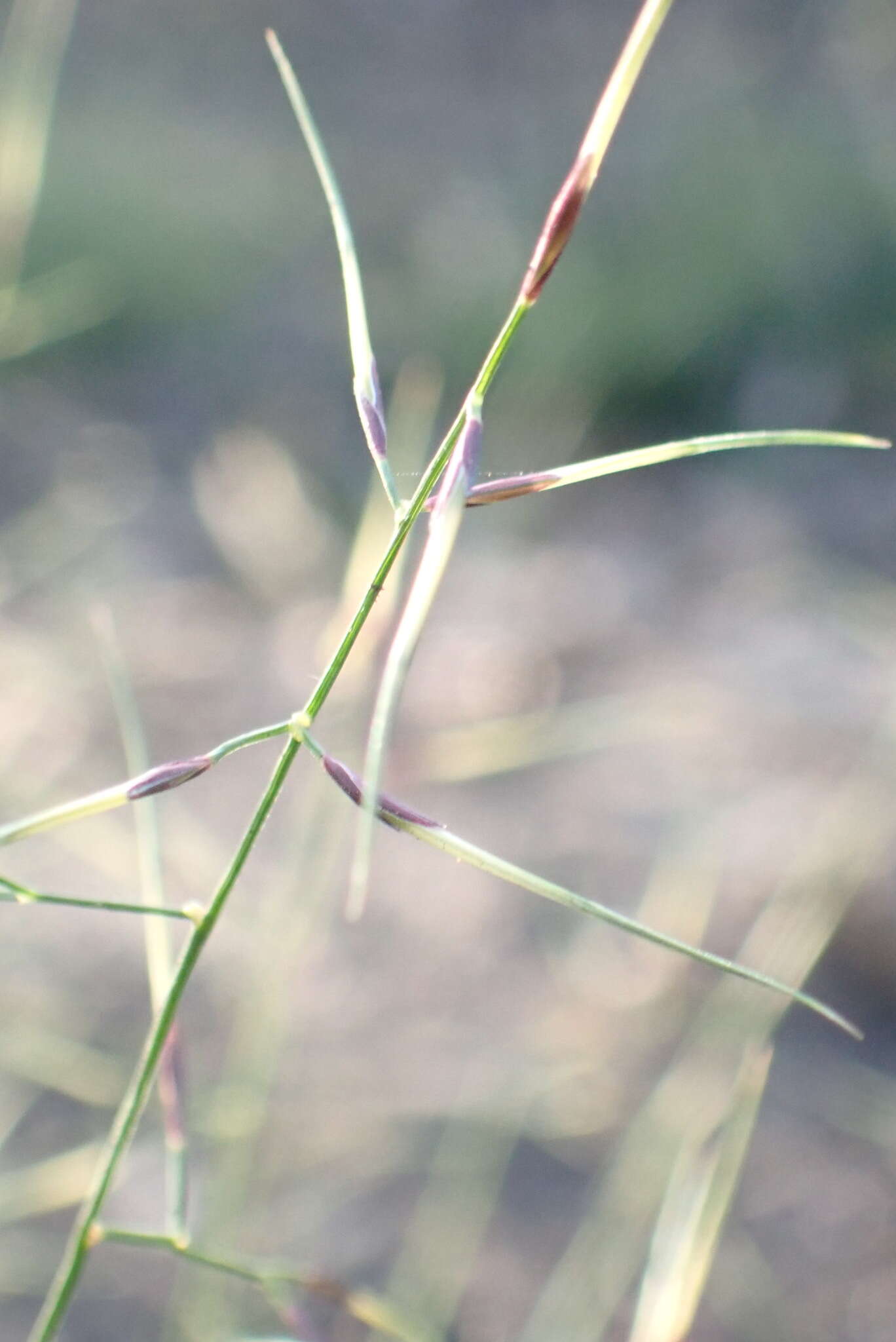 Слика од Aristida vagans Cav.