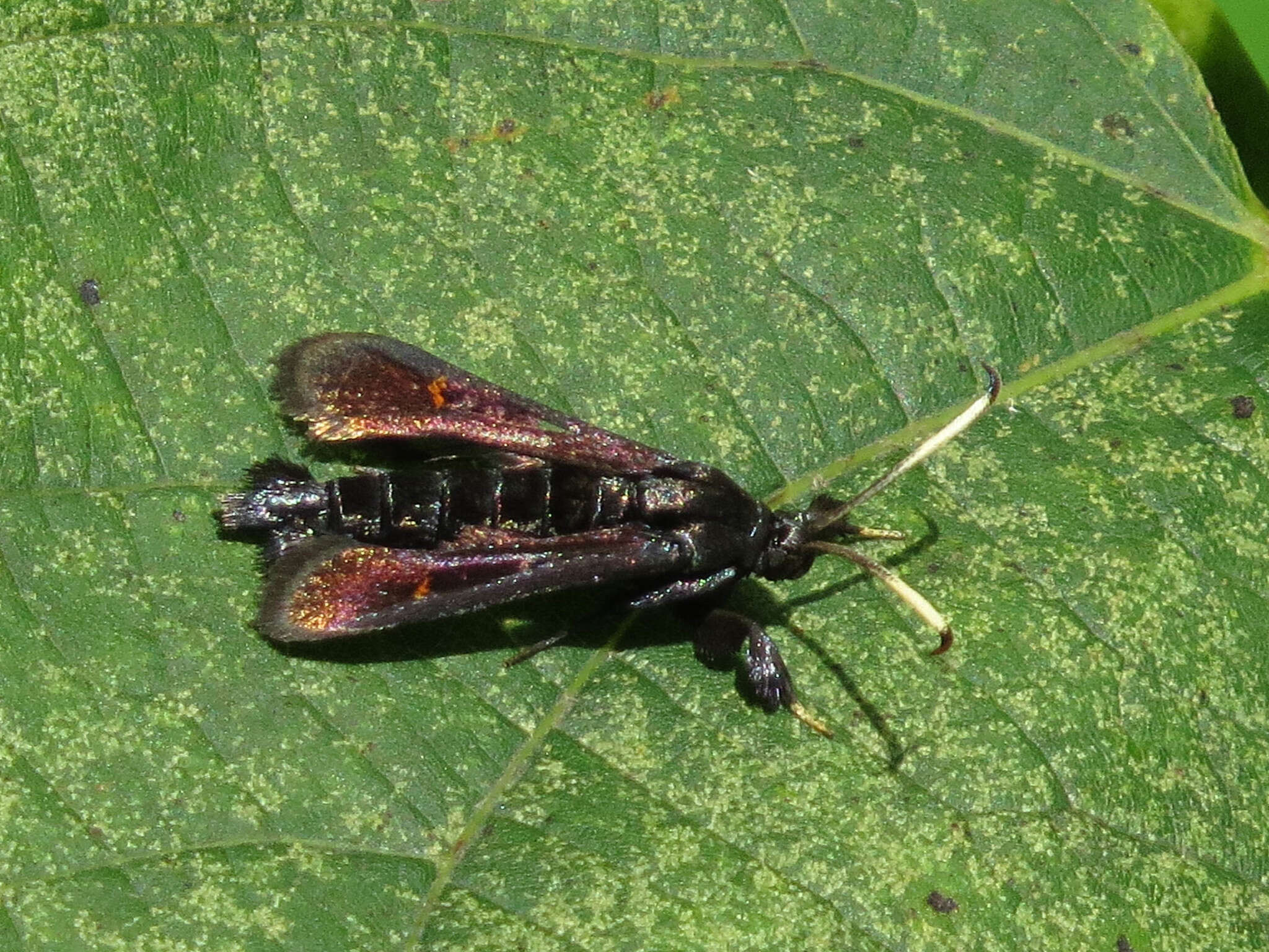 Image of Virginia Creeper Clearwing