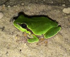 Image of Pine Barrens Treefrog