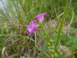 Image of smallflower false foxglove