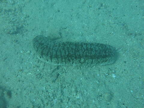 Image of Elephant Trunkfish