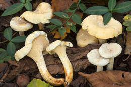 Image of Cantharellus ferruginascens P. D. Orton 1969