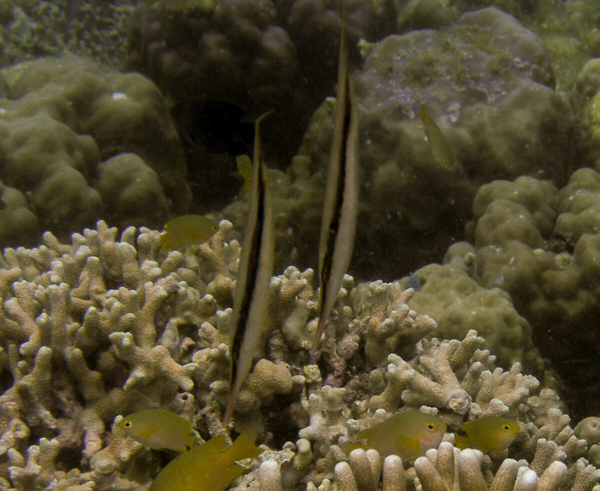 Image of Hinged shrimpfish