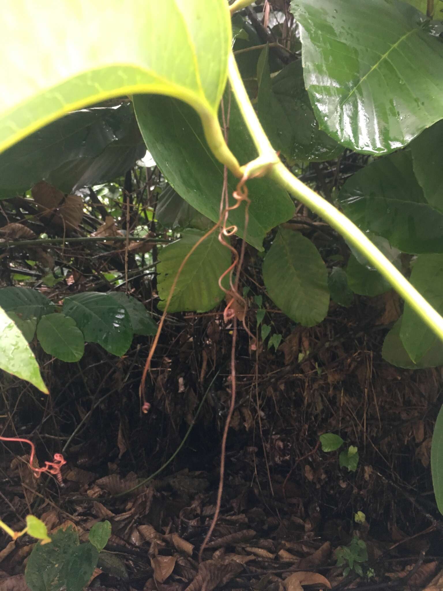 Image of Smilax setosa Miq.