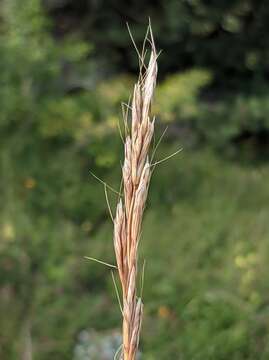 Imagem de Helictochloa compressa (Heuff.) Romero Zarco