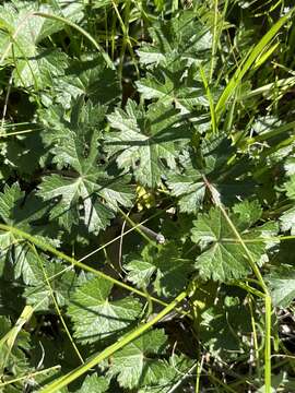 Plancia ëd Sidalcea robusta A. A. Heller