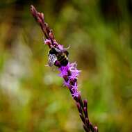 صورة <i>Liatris <i>pauciflora</i></i> var. pauciflora