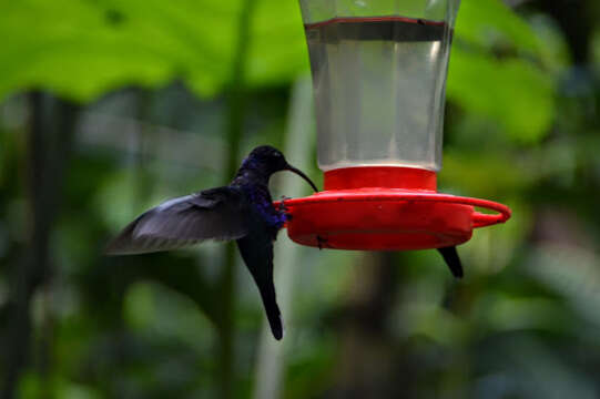 Image of Violet Sabrewing