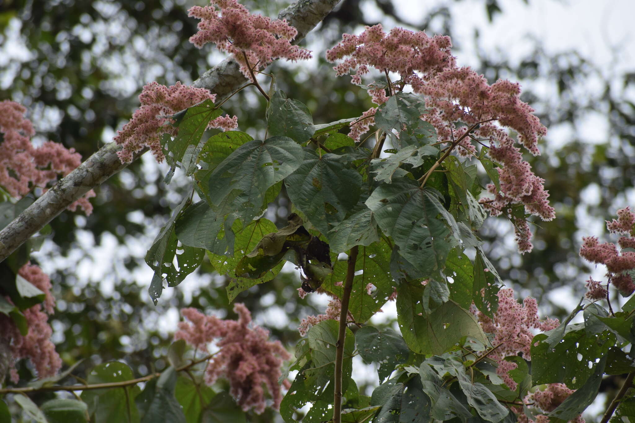 Image de Heliocarpus americanus L.