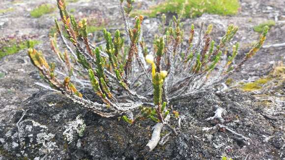 Image of white arctic mountain heather