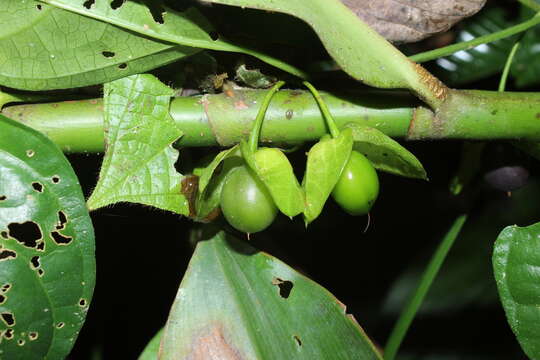 Mendoncia glabra (Poeppig) Nees resmi