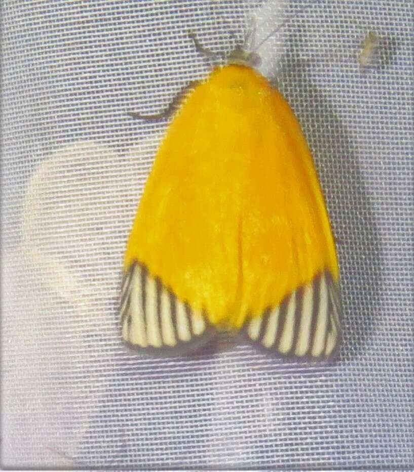 Mapeta xanthomelas Walker 1863的圖片