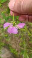 Imagem de Rhexia mariana var. interior (Pennell) Kral & Bostick