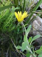 Image of Arctotis scabra Thunb.