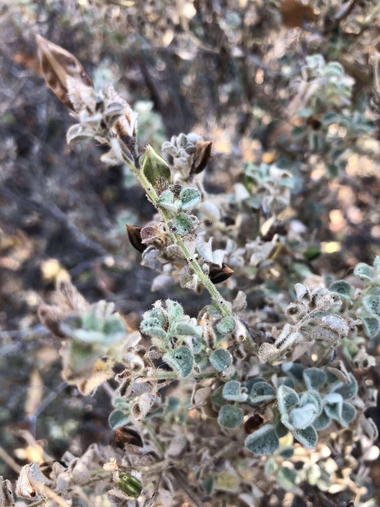 Imagem de Barleria heterotricha Lindau