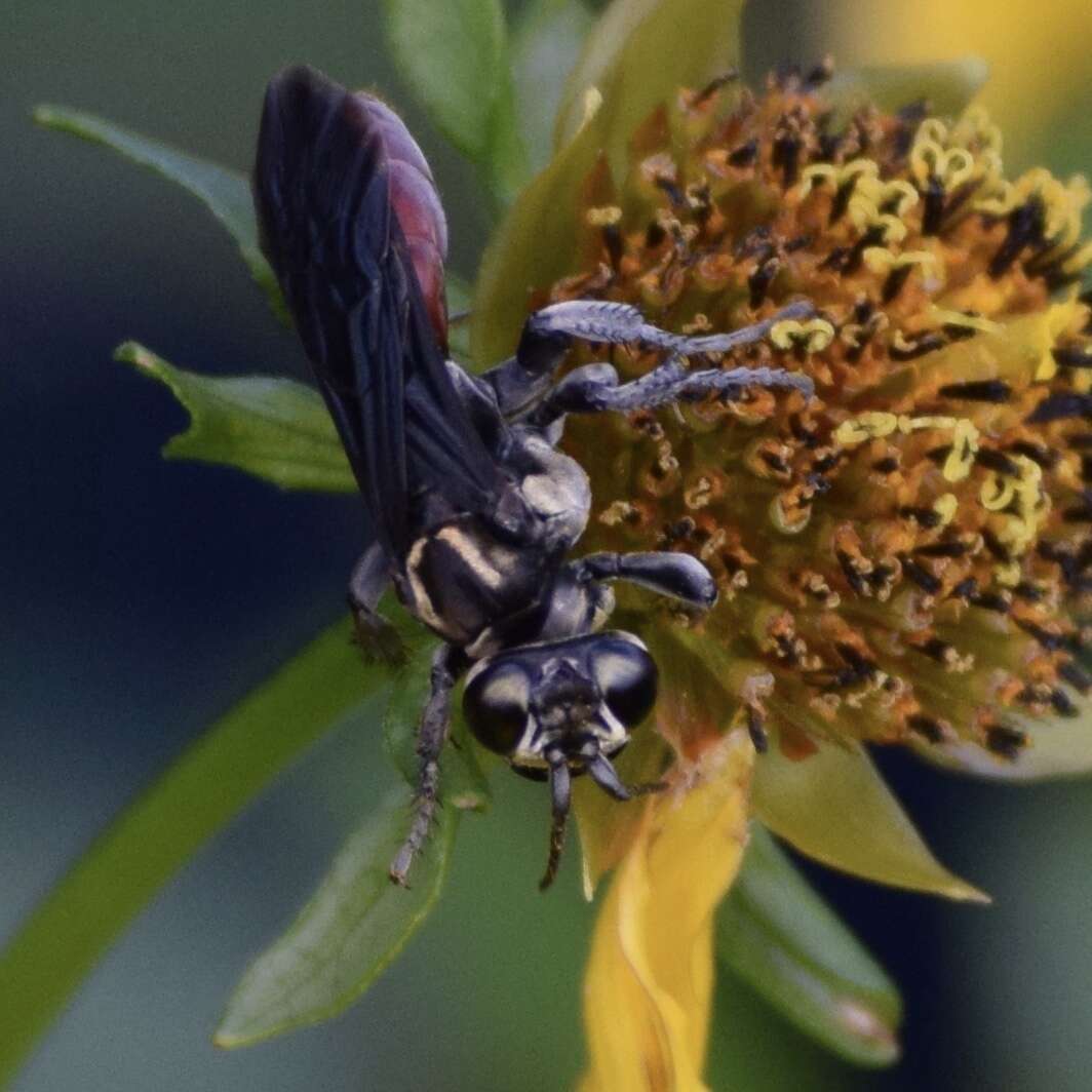 Image de Larra bicolor Fabricius 1804