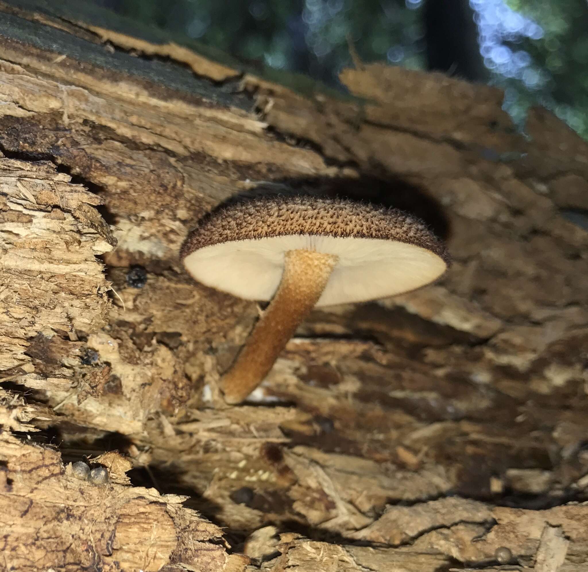 Plancia ëd Tricholomopsis formosa (Murrill) Singer 1951