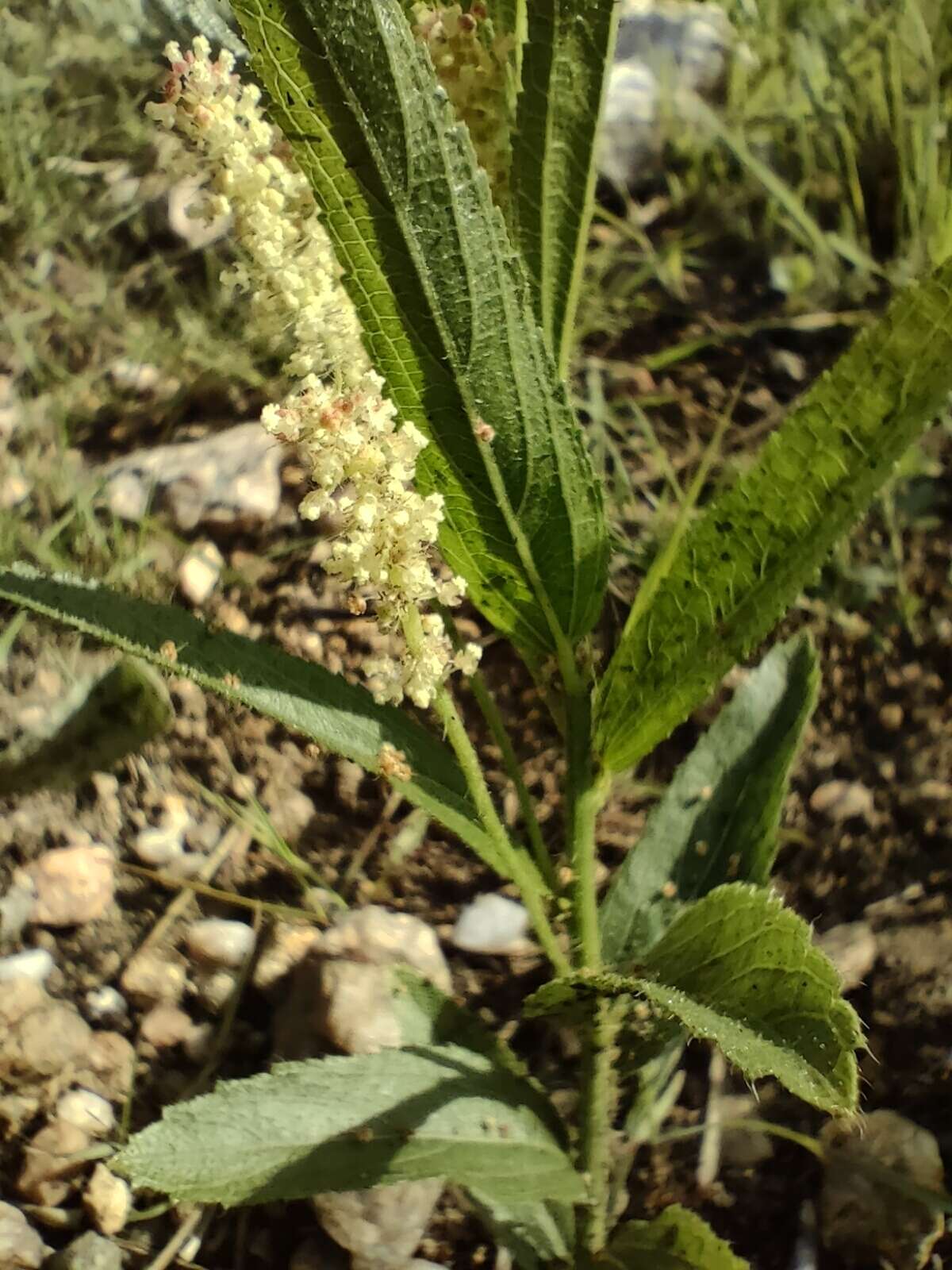 Acalypha caperonioides Baill. resmi