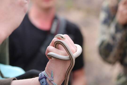 Image of Mountain Patchnose Snake