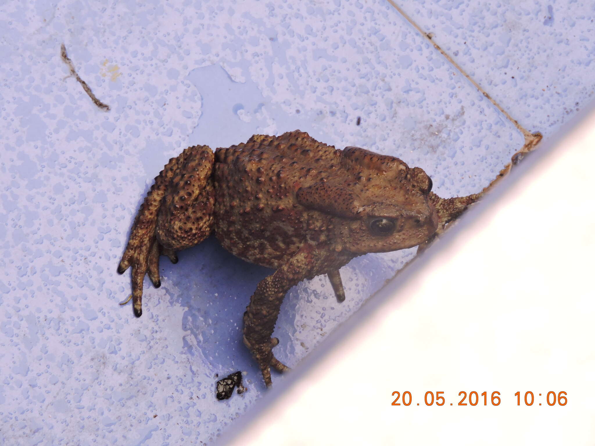 Image of Himalayan Toad