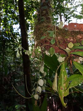 Image of <i>Peperomia pseudohirta</i>