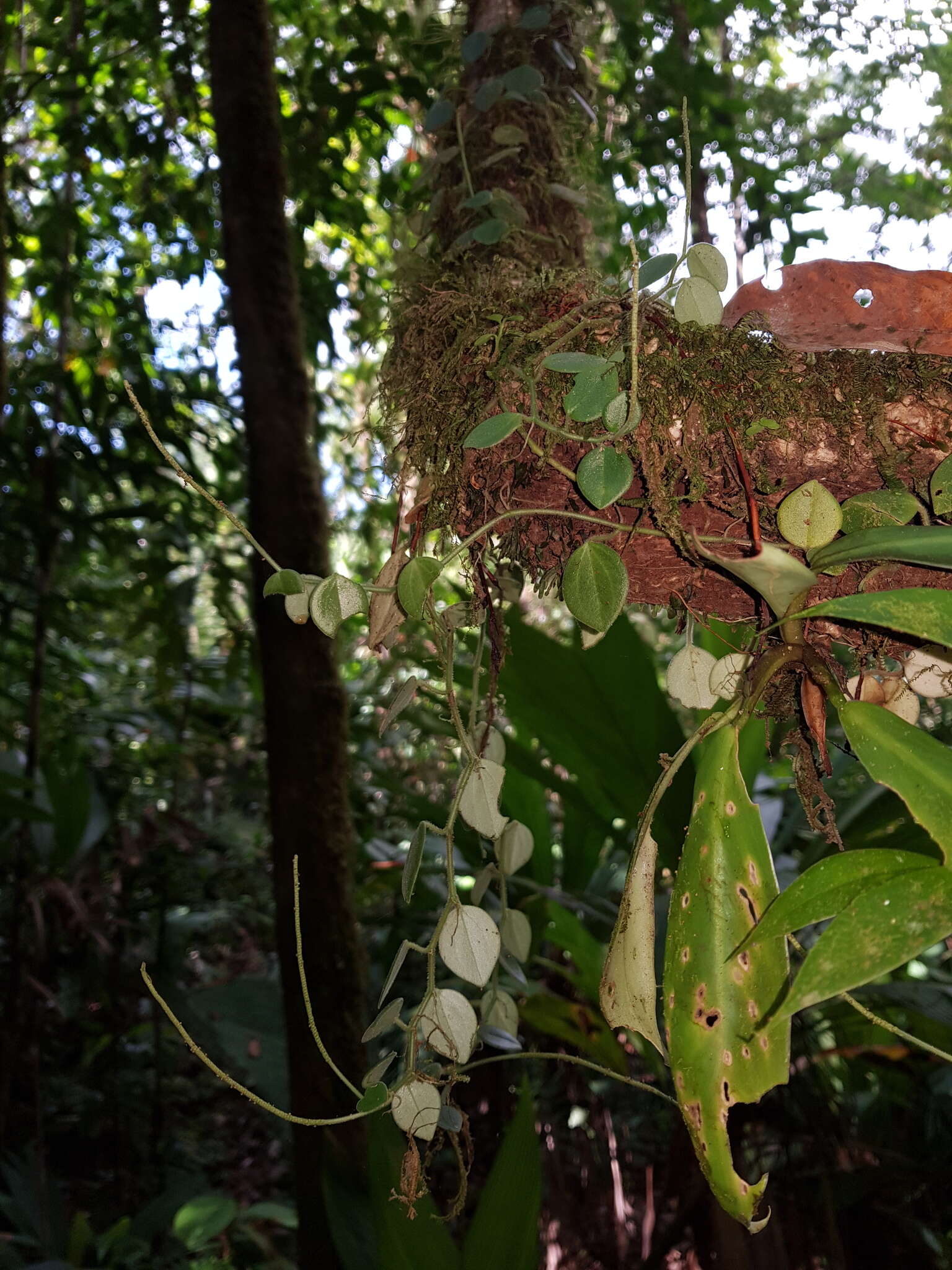 Plancia ëd <i>Peperomia pseudohirta</i>