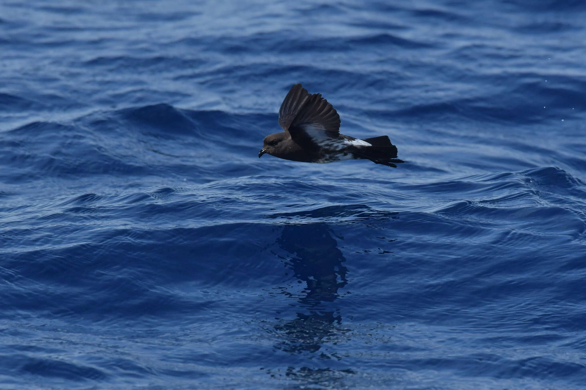 Image of New Zealand Storm Petrel