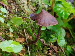 Image of Psilocybe guilartensis Guzmán, F. Tapia & Nieves-Riv. 1997