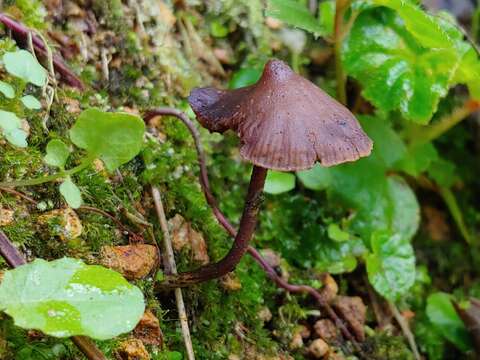 Image of Psilocybe guilartensis Guzmán, F. Tapia & Nieves-Riv. 1997