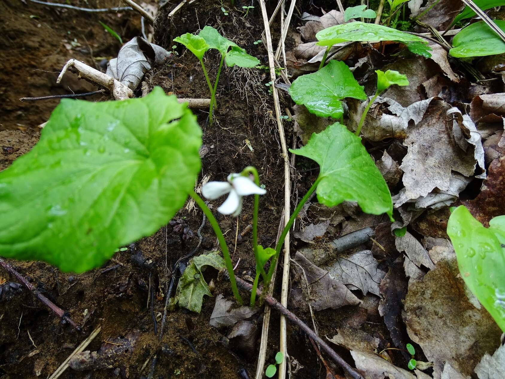 Image of sweet white violet