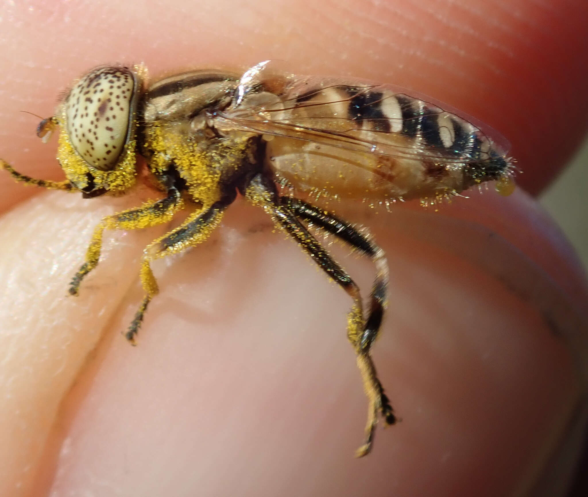 صورة Eristalinus megacephalus (Rossi 1794)