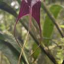 Image de Masdevallia cucullata Lindl.