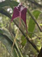 Image of Masdevallia cucullata Lindl.