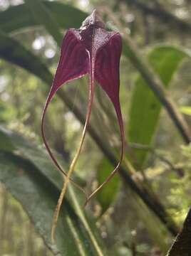 Masdevallia cucullata Lindl.的圖片