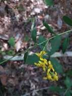 Solidago arguta var. boottii (Hook.) E. J. Palmer & Steyerm. resmi