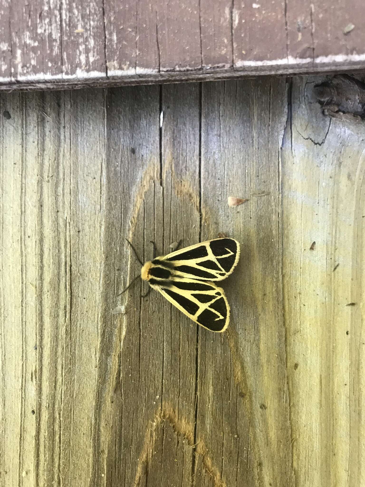 Image of Nais Tiger Moth