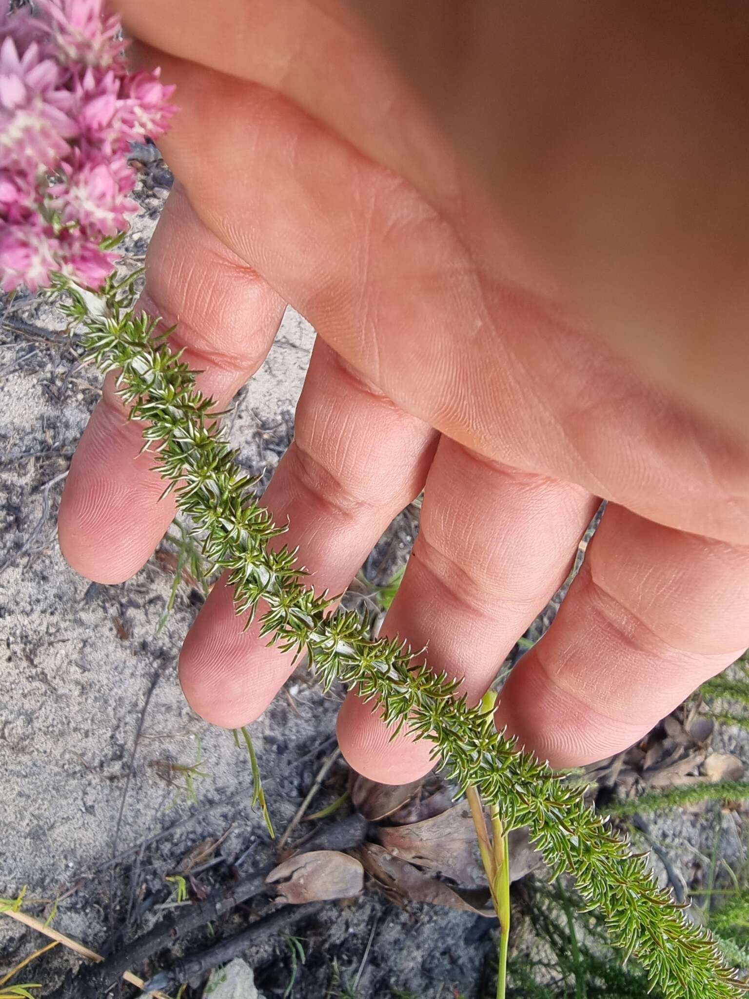 Imagem de Lachnospermum umbellatum (L. fil.) Pillans