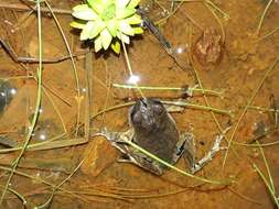 Image of Peters’ Dwarf Frog