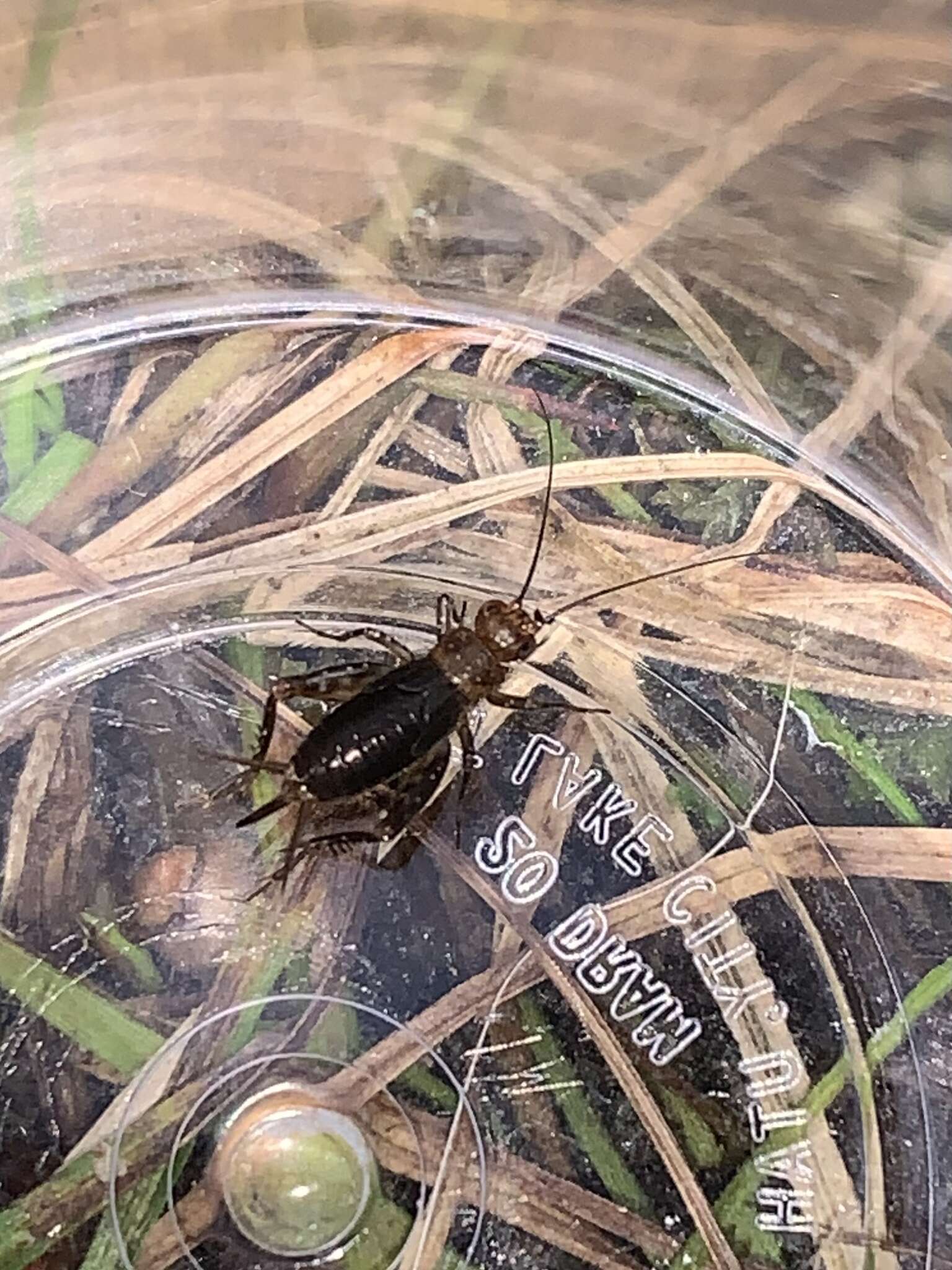 Image of Sphagnum Ground Cricket