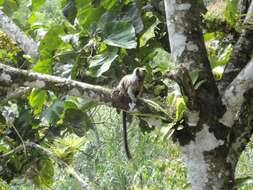 Image of Silvery-brown Bare-face Tamarin