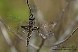 Image of Mantled Baskettail