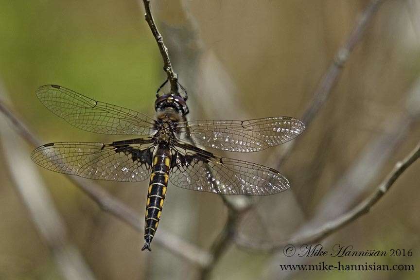 Image of Mantled Baskettail