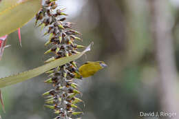 Euphonia chrysopasta Sclater, PL & Salvin 1869的圖片