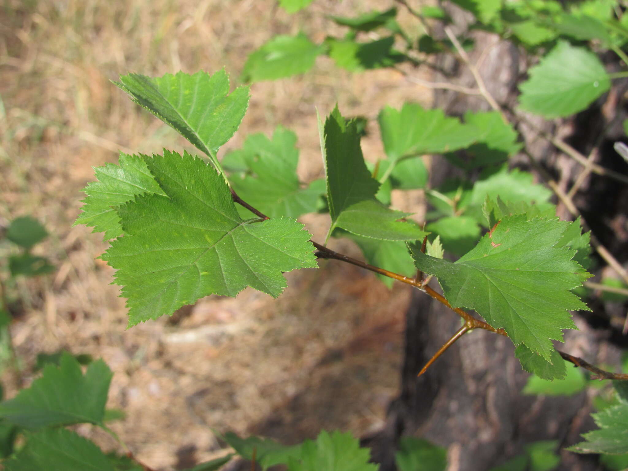 Crataegus submollis Sarg. resmi